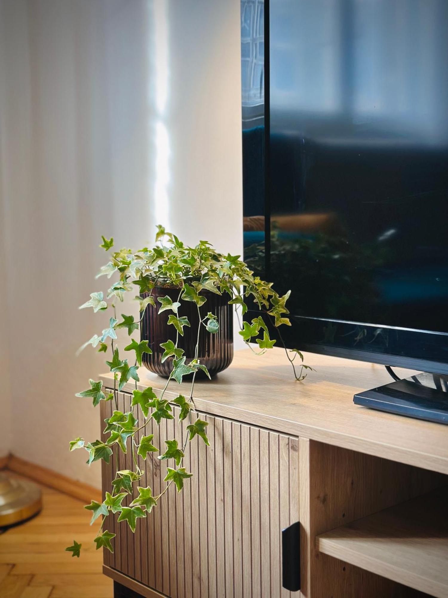 Boho Apartment In Old Town Братислава Экстерьер фото